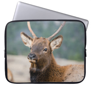 ELK IN ROCKY MOUNTAIN NATIONAL PARK - ELK HERDS GR LAPTOP SLEEVE