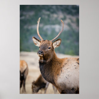 ELK IN ROCKY MOUNTAIN NATIONAL PARK - ELK HERDS GR POSTER
