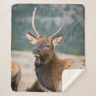 ELK IN ROCKY MOUNTAIN NATIONAL PARK - ELK HERDS GR SHERPA BLANKET