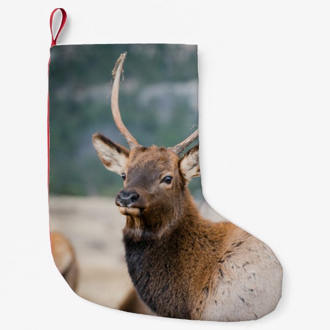 ELK IN ROCKY MOUNTAIN NATIONAL PARK - ELK HERDS GR SMALL CHRISTMAS STOCKING (Front)