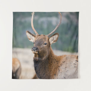 ELK IN ROCKY MOUNTAIN NATIONAL PARK - ELK HERDS GR TAPESTRY