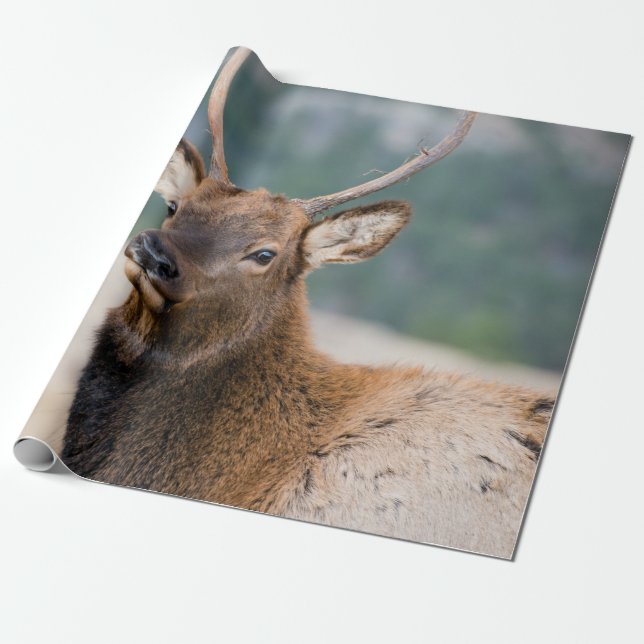 ELK IN ROCKY MOUNTAIN NATIONAL PARK - ELK HERDS GR WRAPPING PAPER (Unrolled)