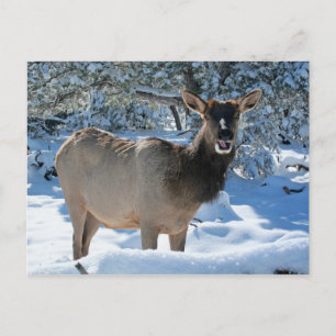 Elk in the Snow Postcard