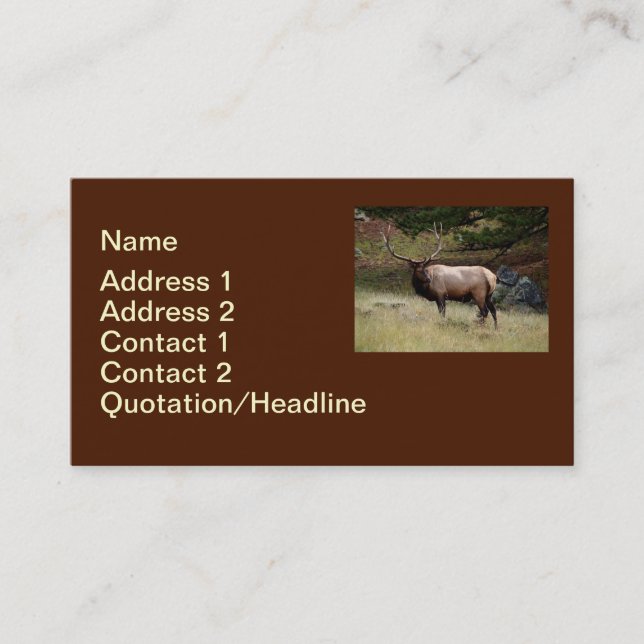 Elk in the Wild Business Card (Front)