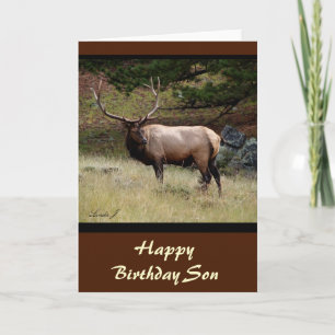 Elk in the Wild Card