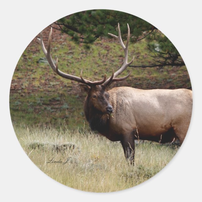 Elk in the Wild Classic Round Sticker (Front)