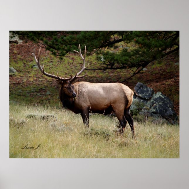 Elk in the Wild Poster (Front)