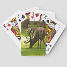 elk mammal wildlife bicycle playing cards
