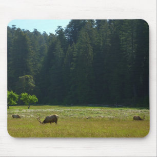 Elk Meadow at Redwood National Park Mouse Mat