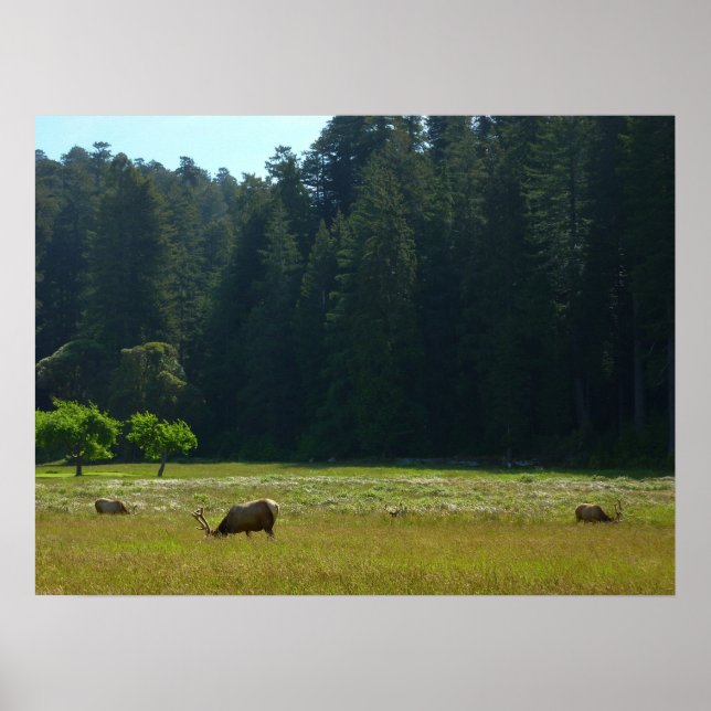 Elk Meadow at Redwood National Park Poster (Front)