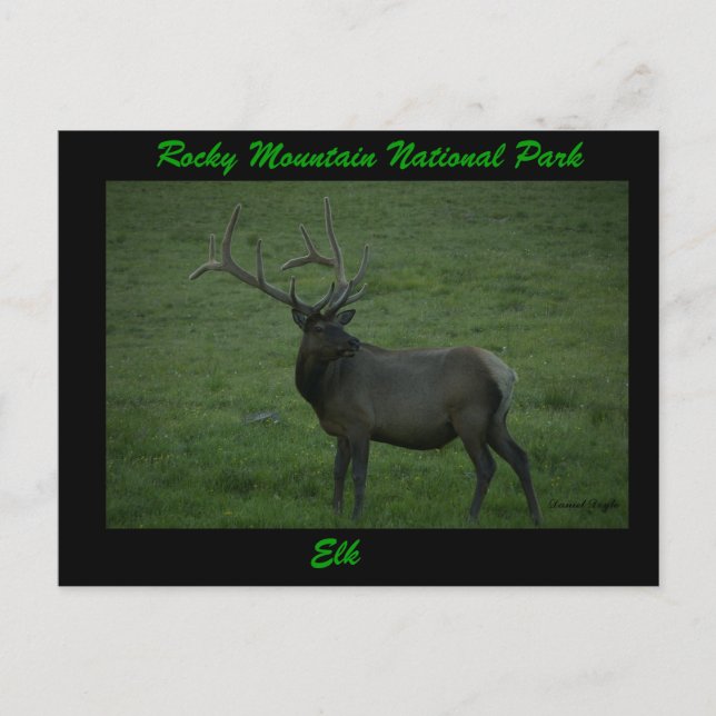 Elk, Milner Pass Postcard (Front)