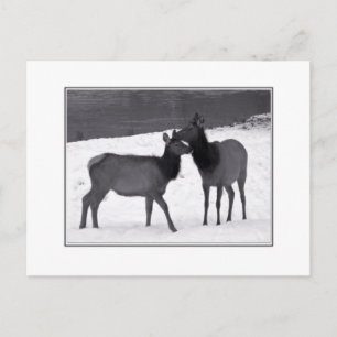 Elk Mother And Calf Postcard