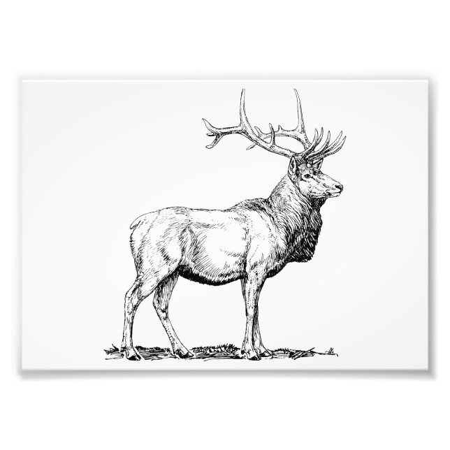 Elk Photo Print (Front)
