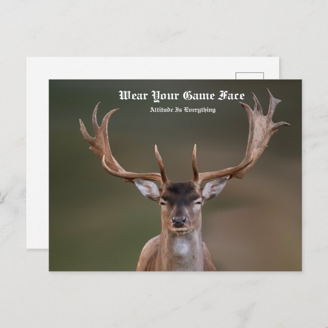 Elk Postcard (Front/Back)