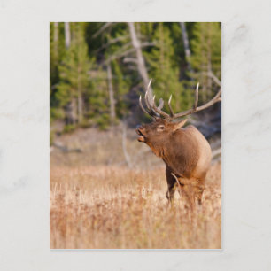 Elk Postcard