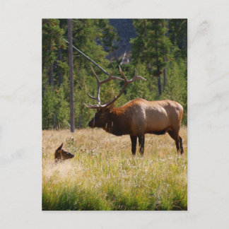Elk Postcard