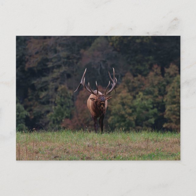 Elk Postcard (Front)