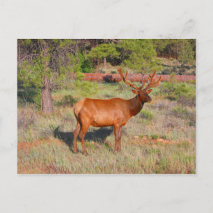 elk postcard
