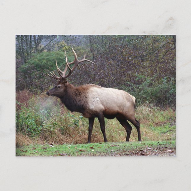 Elk Postcard (Front)