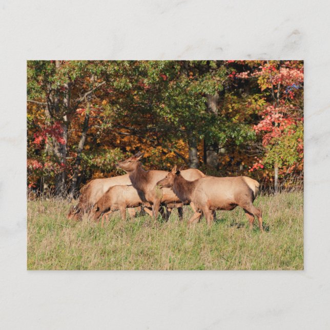 Elk Postcard (Front)