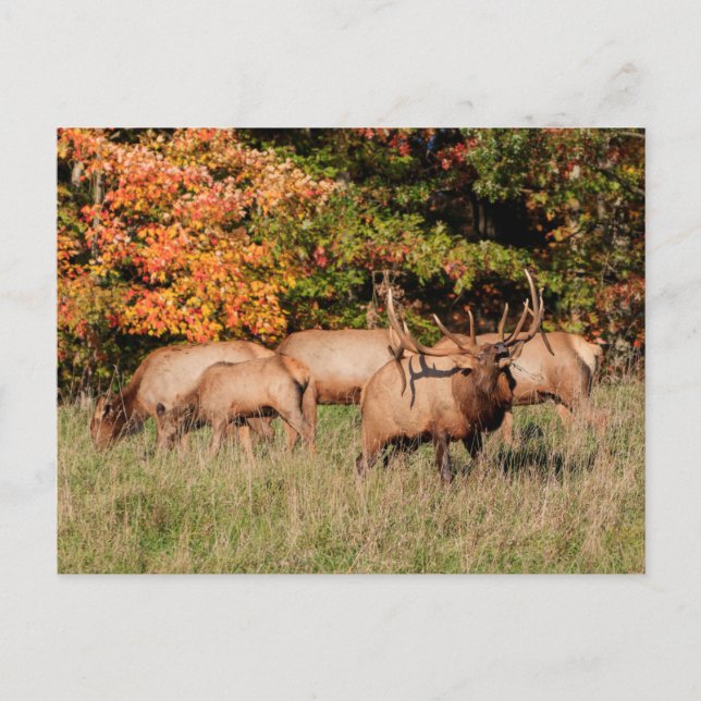 Elk Postcard (Front)