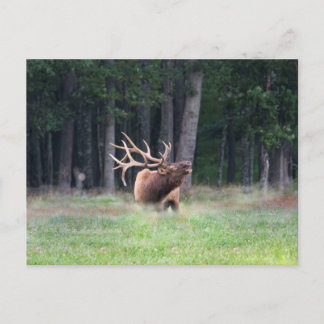 Elk Postcard
