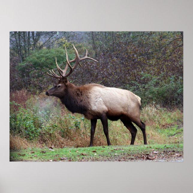 Elk Poster (Front)