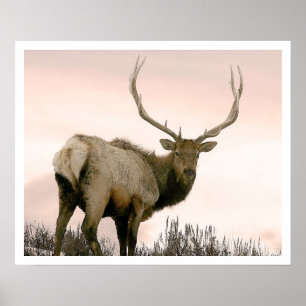 Elk Poster