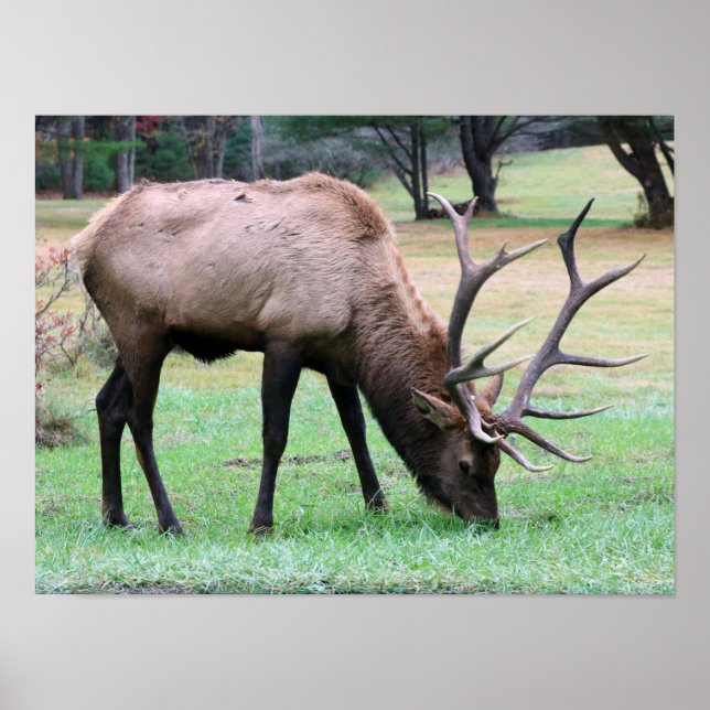 Elk Poster (Front)