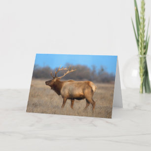 Elk Profile in Autumn Card