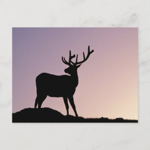 Elk Rocky Mountain National Park, Colorado Postcard