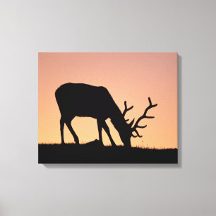Elk Rocky Mountains National Park, Colorado Canvas Print