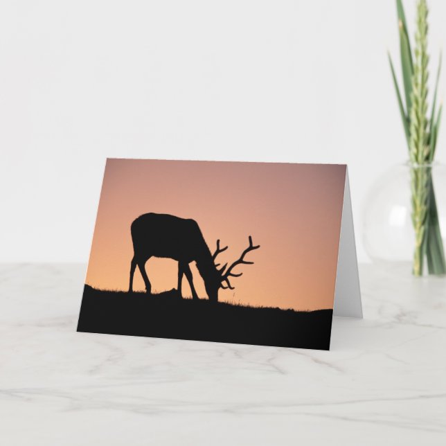 Elk | Rocky Mountains National Park, Colorado Card (Front)
