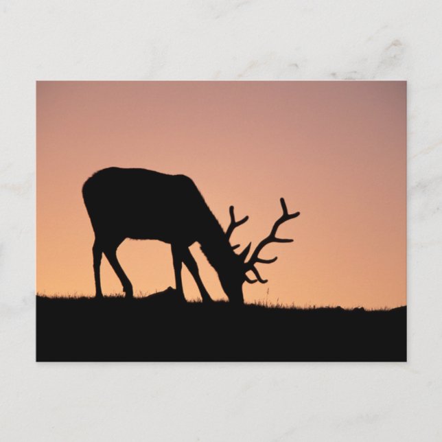 Elk | Rocky Mountains National Park, Colorado Postcard (Front)
