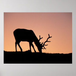 Elk   Rocky Mountains National Park, Colorado Poster