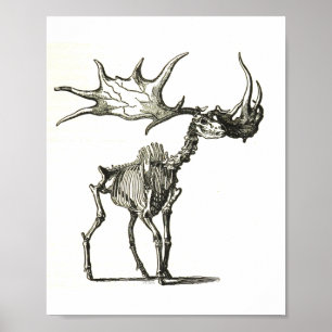 elk skeleton, natural history, nature, bones poster