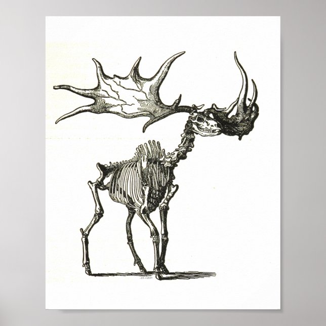 elk skeleton, natural history, nature, bones poster (Front)