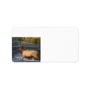 elk splashing in the water label