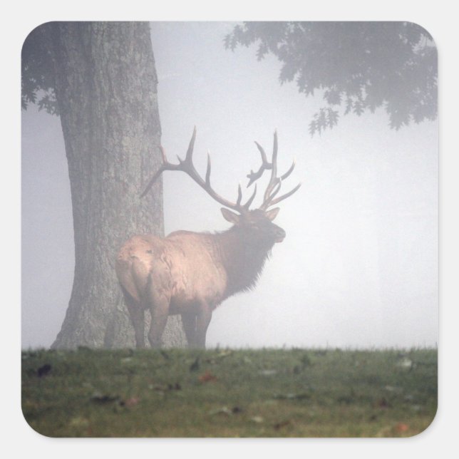 Elk Stickers (Front)