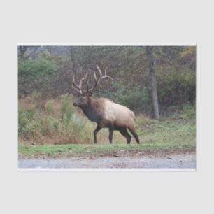Elk Tissue Paper