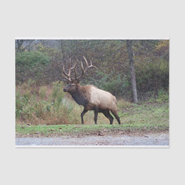 Elk Tissue Paper (Front)