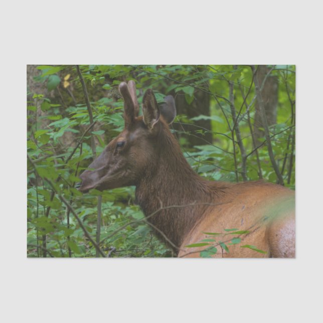 Elk Tissue Paper (Front)
