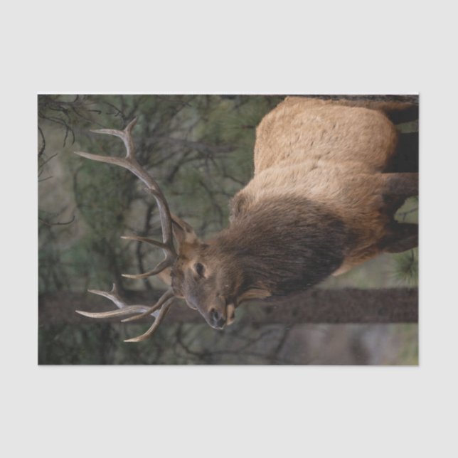 Elk Tissue Paper (Front)