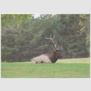 Elk Tissue Paper