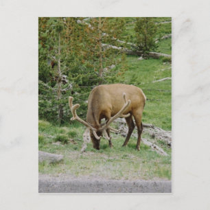 Elk With Velvet Antlers Postcard