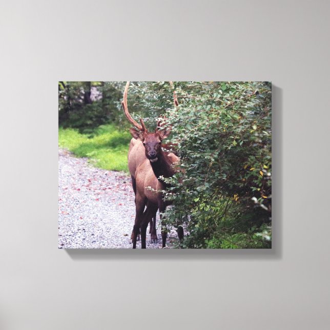 Elk Wrapped Canvas (Front)