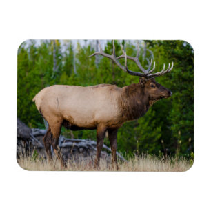 Elk   Yellowstone National Park, Wyoming Magnet