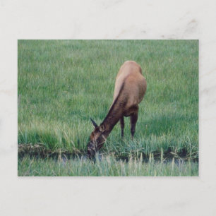 Elk- Yellowstone Postcard