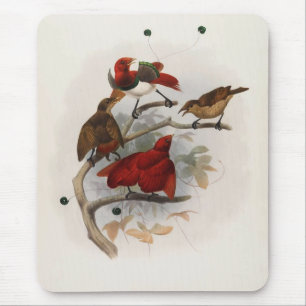 Elliot - Cicinnurus regius - King Bird Of Paradise Mouse Mat