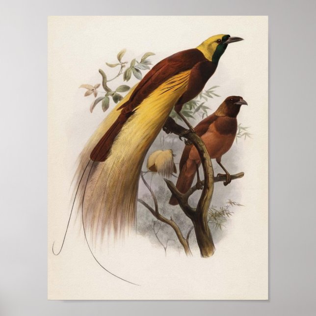 Elliot - Paradisea apoda -Greater Bird Of Paradise Poster (Front)